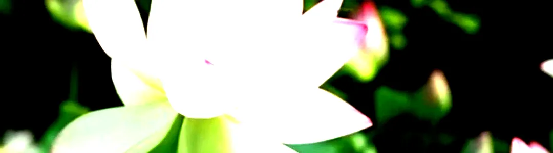 Lotus