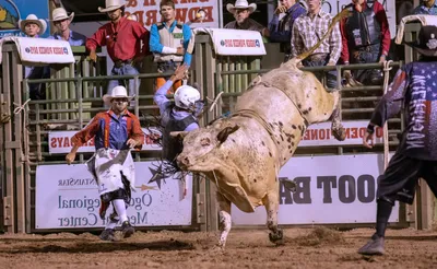 Ogden Pioneer Days Rodeo